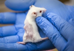 Мыши-аватары помогают в лечении рака