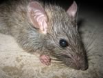 Крысам-мутантам крысиный яд нипочем